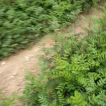 大红袍花椒苗