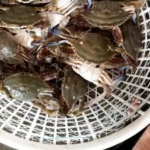 江苏鲜活梭子蟹螃蟹冷冻梭子蟹批发