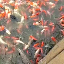锦鲤苗【恒泰鱼苗养殖场】