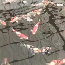 锦鲤鱼苗【恒泰鱼苗养殖场
