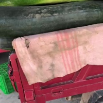 黑皮冬瓜30斤以上地冬瓜