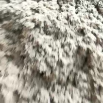 艾绒