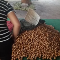 核桃