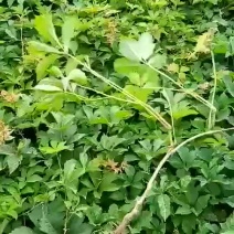爬山虎基地！爬墙虎，五叶地锦量大价格低欢迎大家前来选购