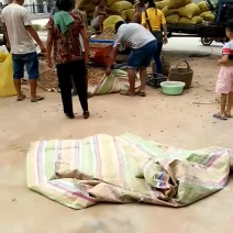 小白沙罗汉果，鲜花生，大众价格高品质，冷库免费提供