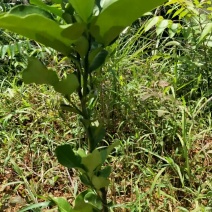 红心柚苗柑橘苗，沙塘橘，粑粑柑皇帝柑等品种