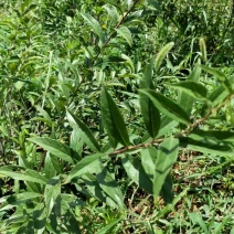 钙果树苗产量高好种植值得选择