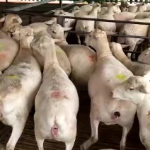 纯种杜泊羊，澳洲白羊