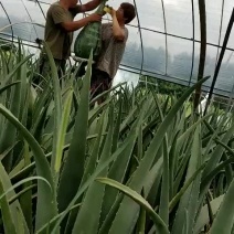 库拉索芦荟