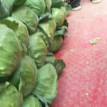 甘蓝大量掉价了现货，诚信代办，兰州高原夏