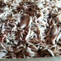 饲料-杂光鱼