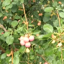 沙果