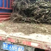 葡萄树，占地葡萄树量大
