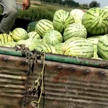 沙漠1号西瓜