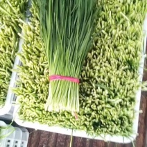 韭菜！免摘！净韭菜
