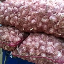 蒜种，蒜黄料，