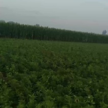白术种苗基地百亩种植