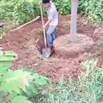柿子树，树型好！河北柿子树8-18公分，低价出，保证成活