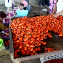 小樱桃西红柿