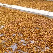 贵州野生干刺梨