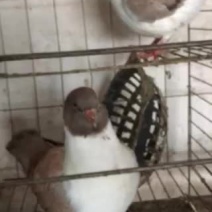 玩赏鸽公