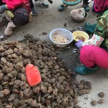 新鲜扇贝，新鲜！
