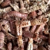 山东省滨州冯家，即食皮皮虾，