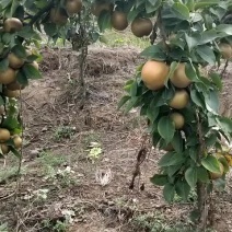晚秋黄梨