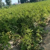 百亩种植白术种苗基
