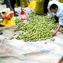 青皮核桃