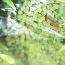 韮苔韭菜台韭菜台精品