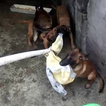 红马犬，黄马犬幼犬，精品护卫马犬一只也可以发货