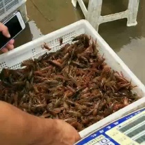 龙虾苗