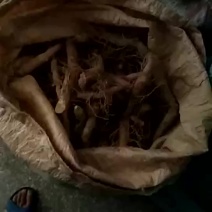 玉竹欢迎各位前来订购