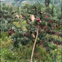 苹果蜂蜜