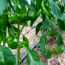 辽宁凌海大棚尖椒大量走货