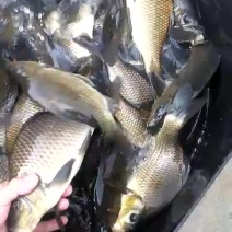 鲤鱼