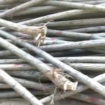 柳树