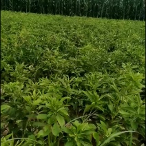 白术种苗