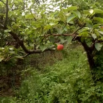 南果梨