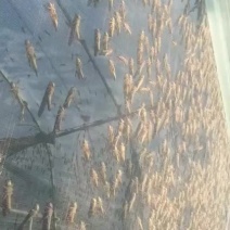 蝗虫