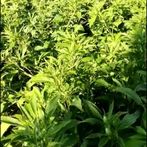 白术种苗基地