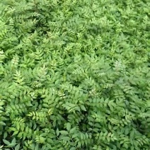大量供应花椒苗，本公司旗下常年供应各种苗木。