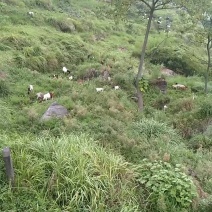 山羊
