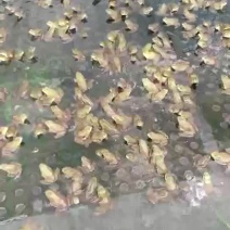 牛蛙