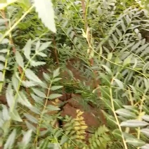 一年生文冠果苗数量大