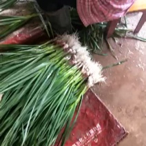 精品红蒜苗