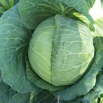 八百包菜，，一手货源