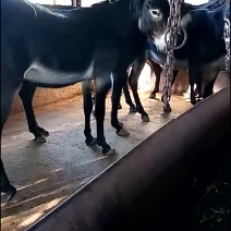 肉驴