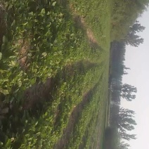 优质头茬丹参苗.根红苗正保证品质